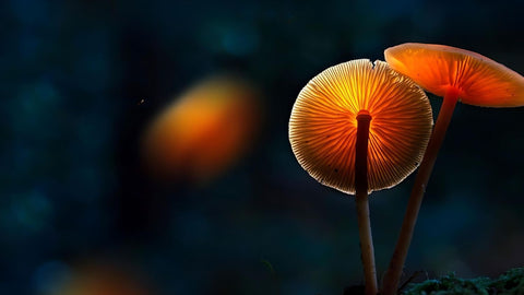 Essential Survival Guide: 8 Benefits of Functional Mushrooms You Need Now