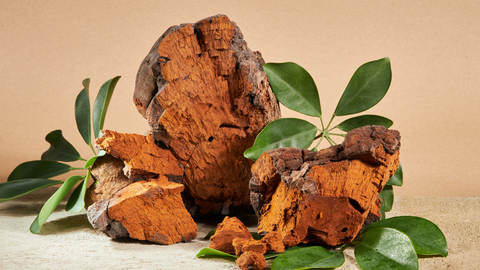 Chaga Detox: Why It’s Effective and How It Works